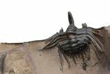 Kettneraspis Trilobite With Long Occipital - Lghaft, Morocco #226080-6